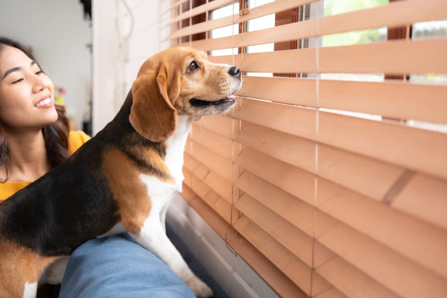 Dog Looking On The Window