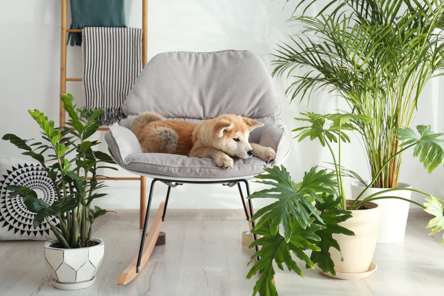 Dog Sitting On A Chair With Plants Around