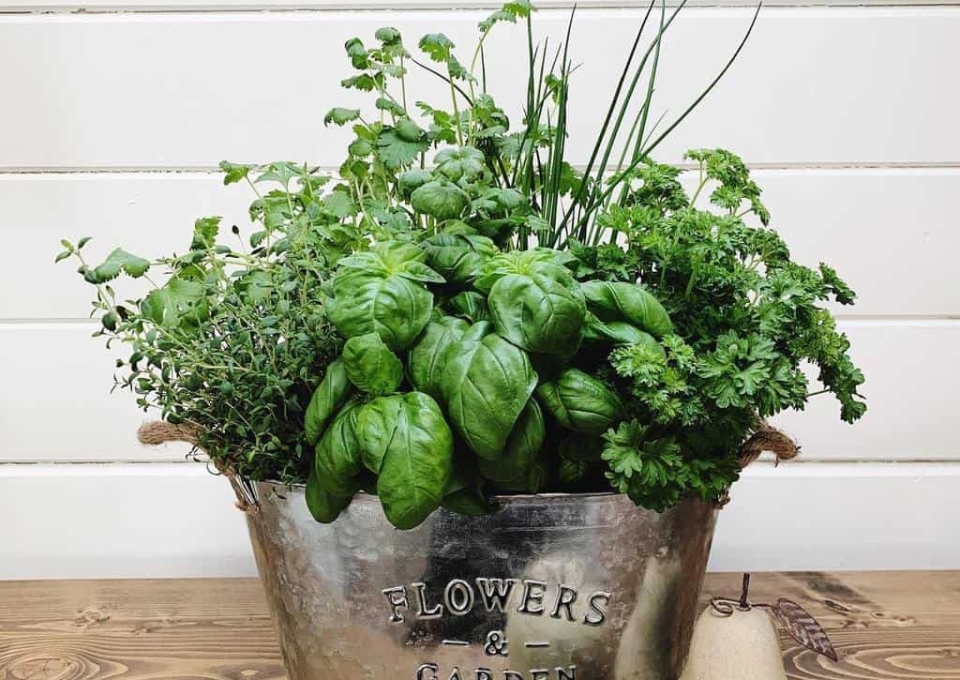 easy-indoor-herb-garden-ideas-whitefencefarms-1198349