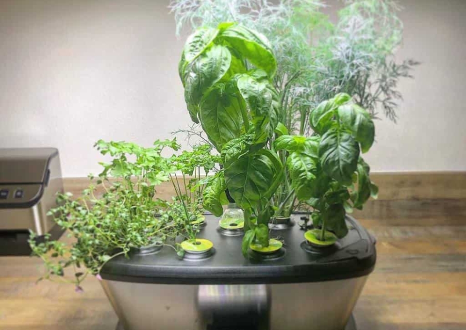 modern-indoor-herb-garden-ideas-keeks-wanderer-4420842