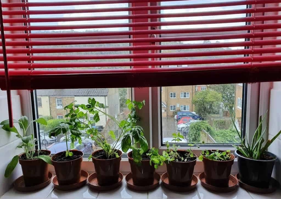 window-indoor-herb-garden-ideas-katy_hippycrystalvibes-6149362