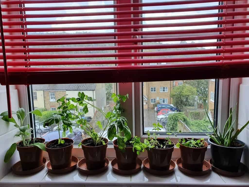 window-indoor-herb-garden-ideas-katy_hippycrystalvibes-6149362