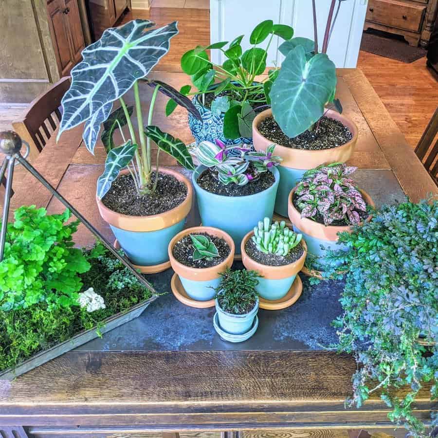 Indoor Diy Garden Ideas Sewwhatsupdoc