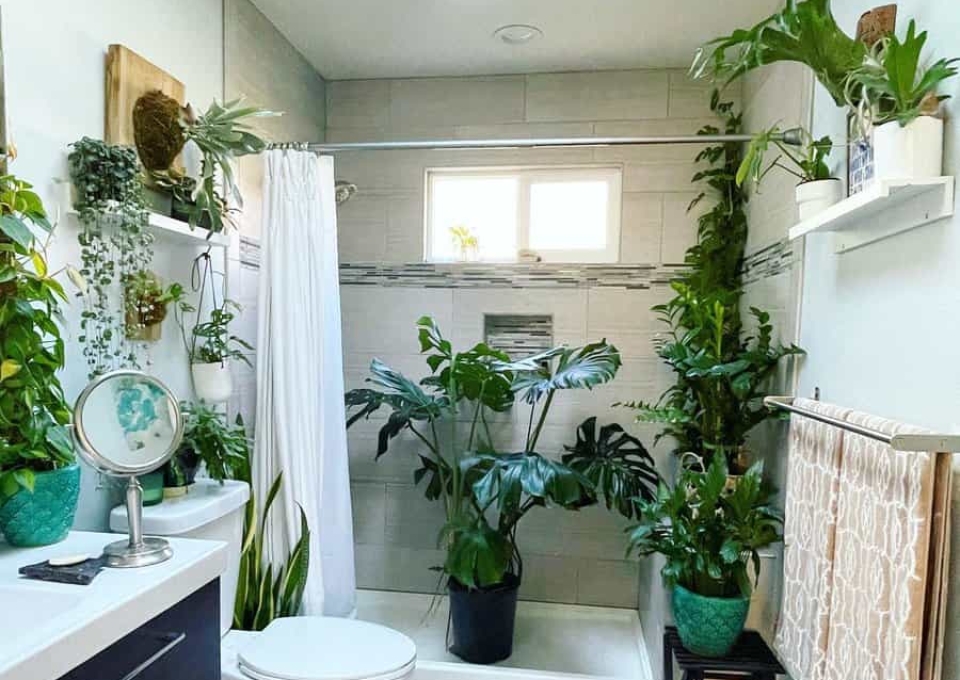 Plants Small Bathroom Ideas On A Budget Greenthumbs Unite
