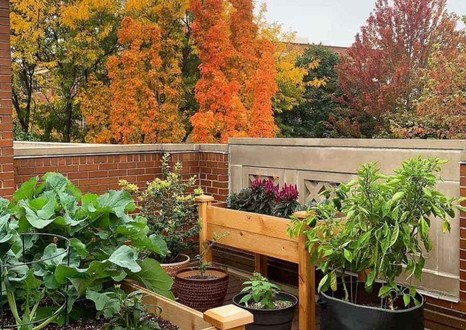 Garden Backyard Deck Ideas Chicagogardener