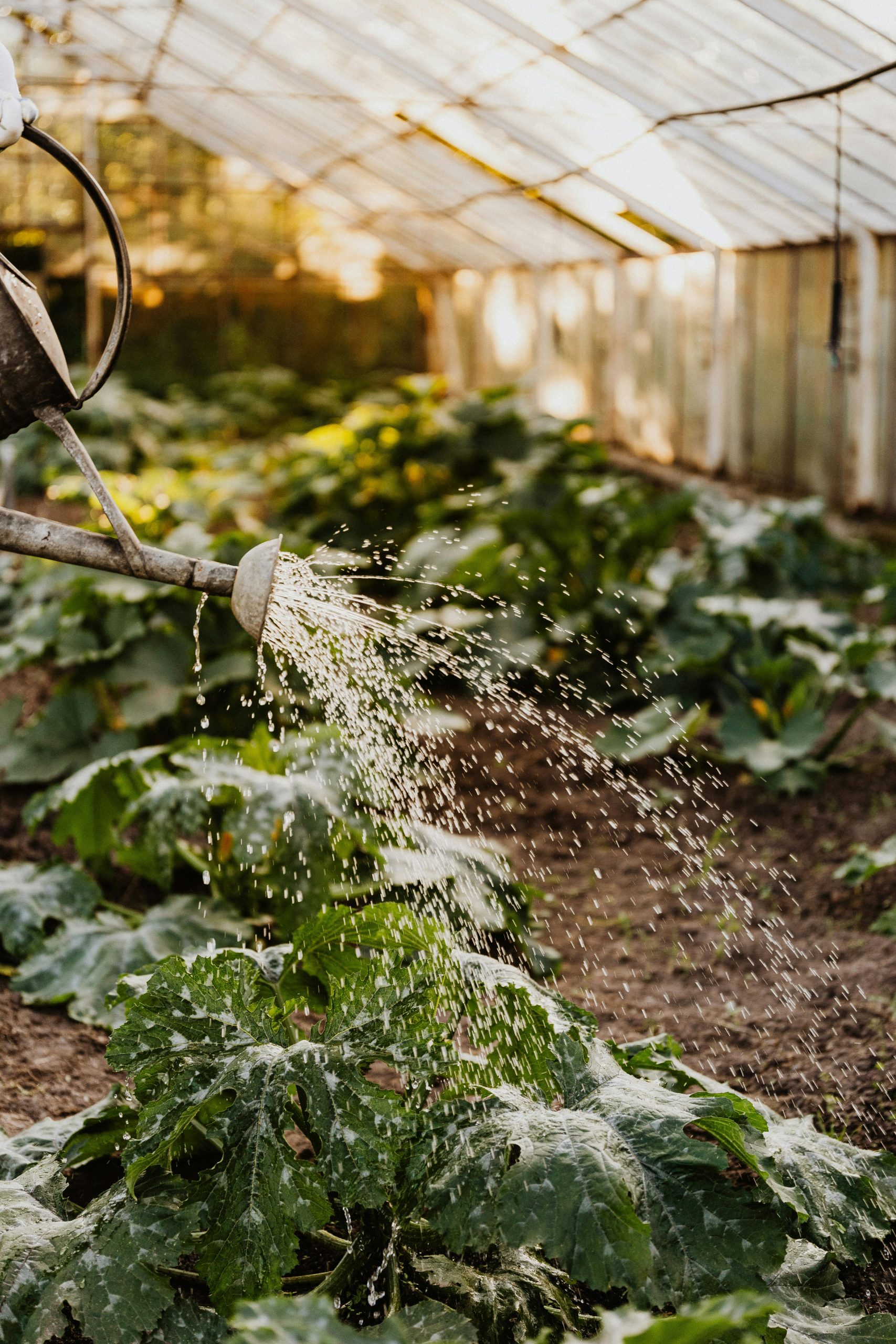 Common Challenges and Solutions in Greenhouse Gardening