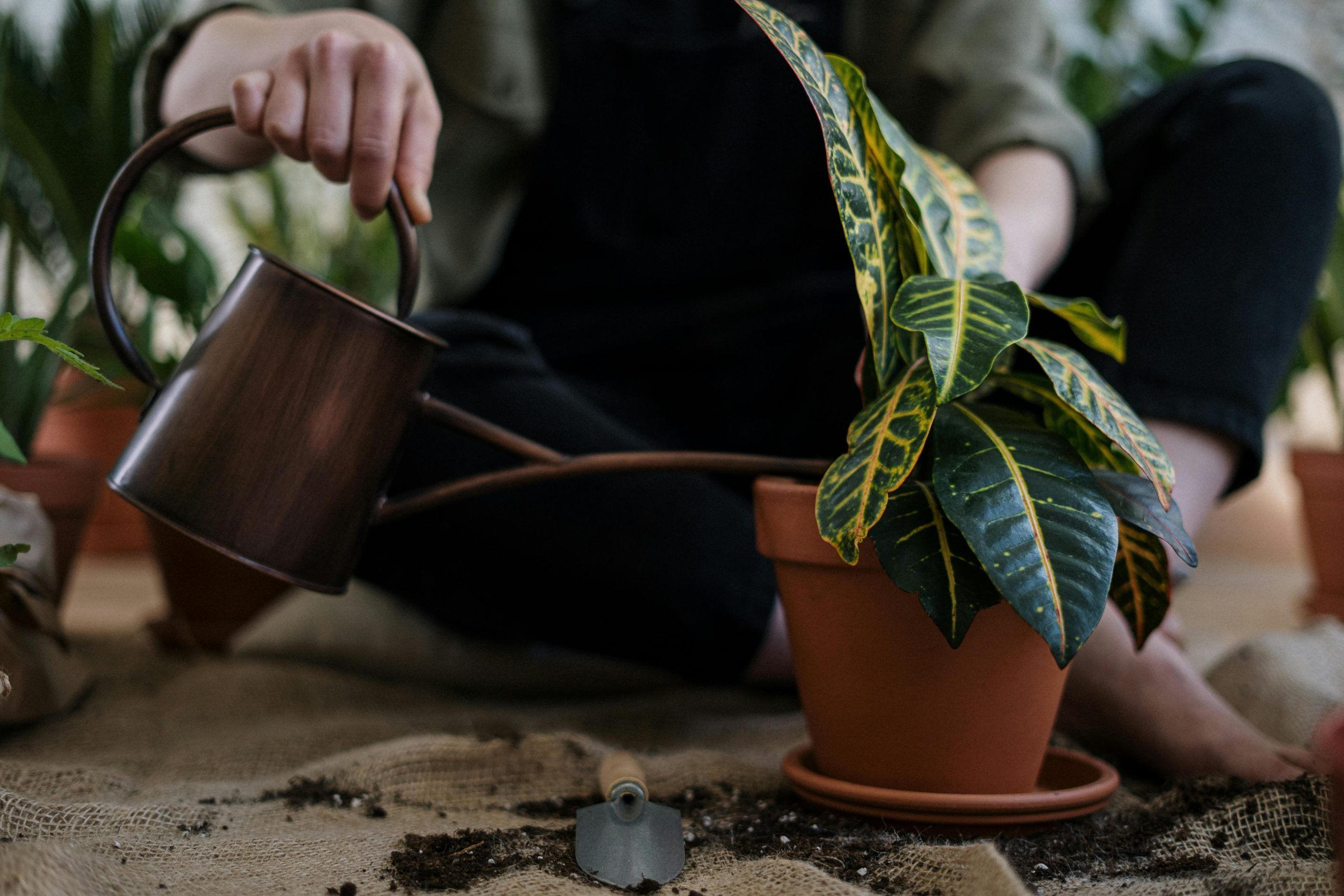 Essentials for Starting Your Indoor Herb Garden