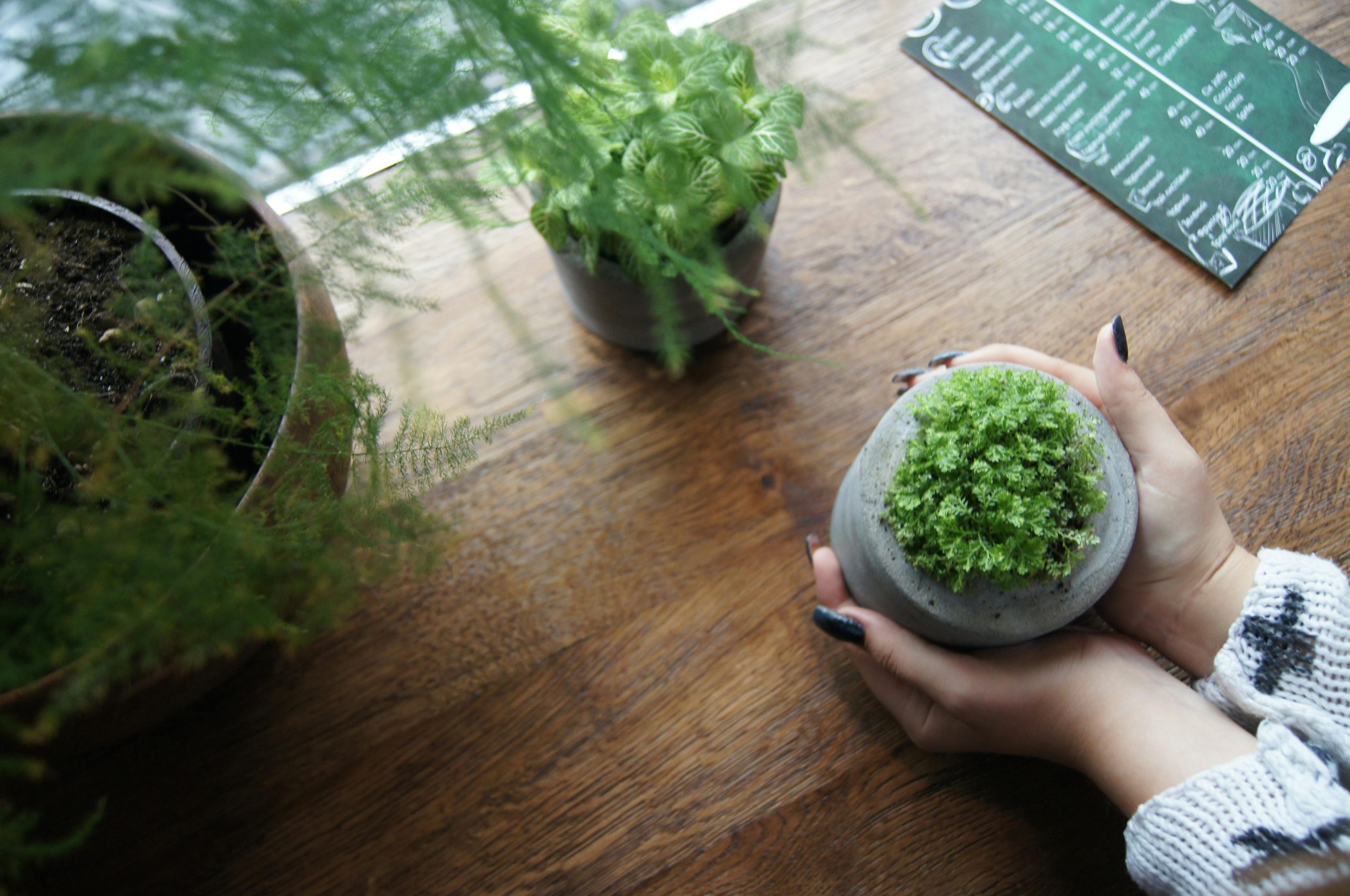Setting Up Your Indoor Herb Garden